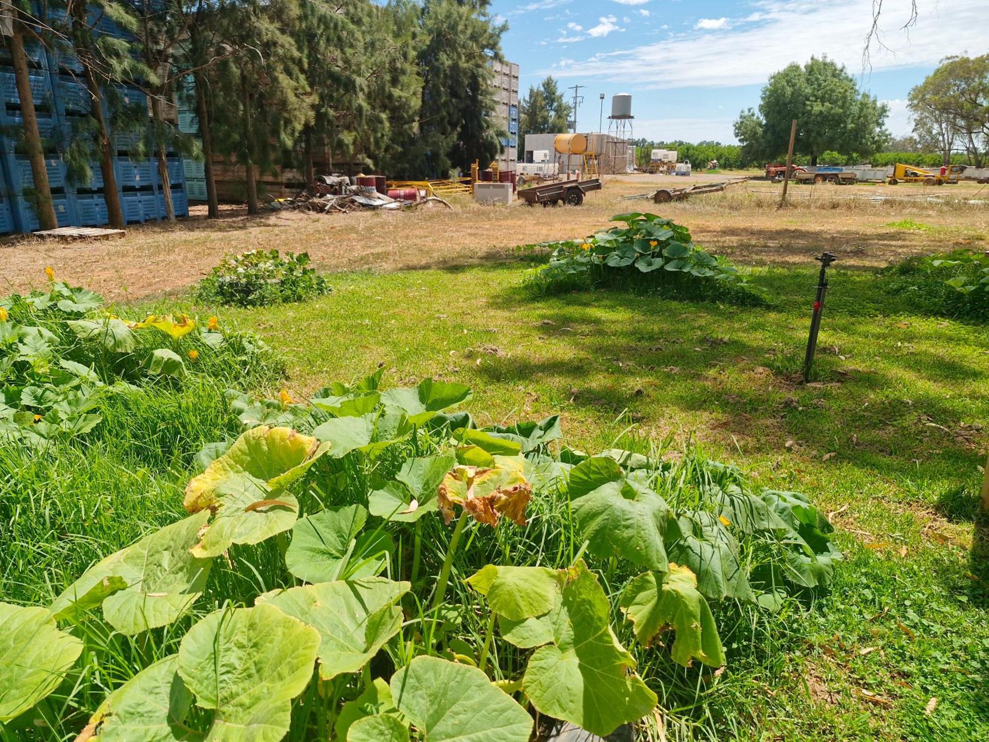 Farm On The Orchards Apartment Kaarimba Exterior photo